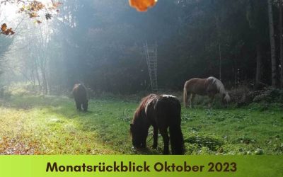 Monatsrückblick Oktober 2023