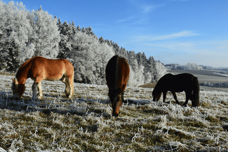 Die drei Pferde vom Hof grasen auf der frostigen Koppel, immer draußen sein hält gesund
