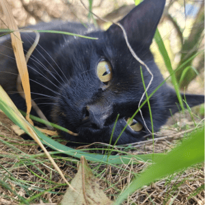 Der schwarze Kater Odin liegt im Gras