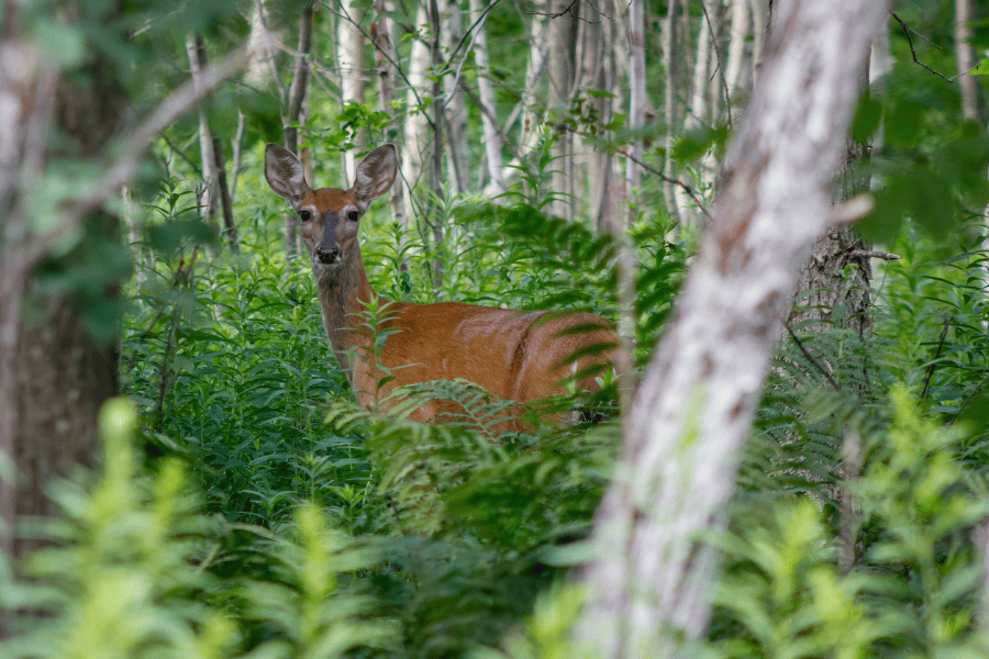 Reh im Gebüsch im Wald