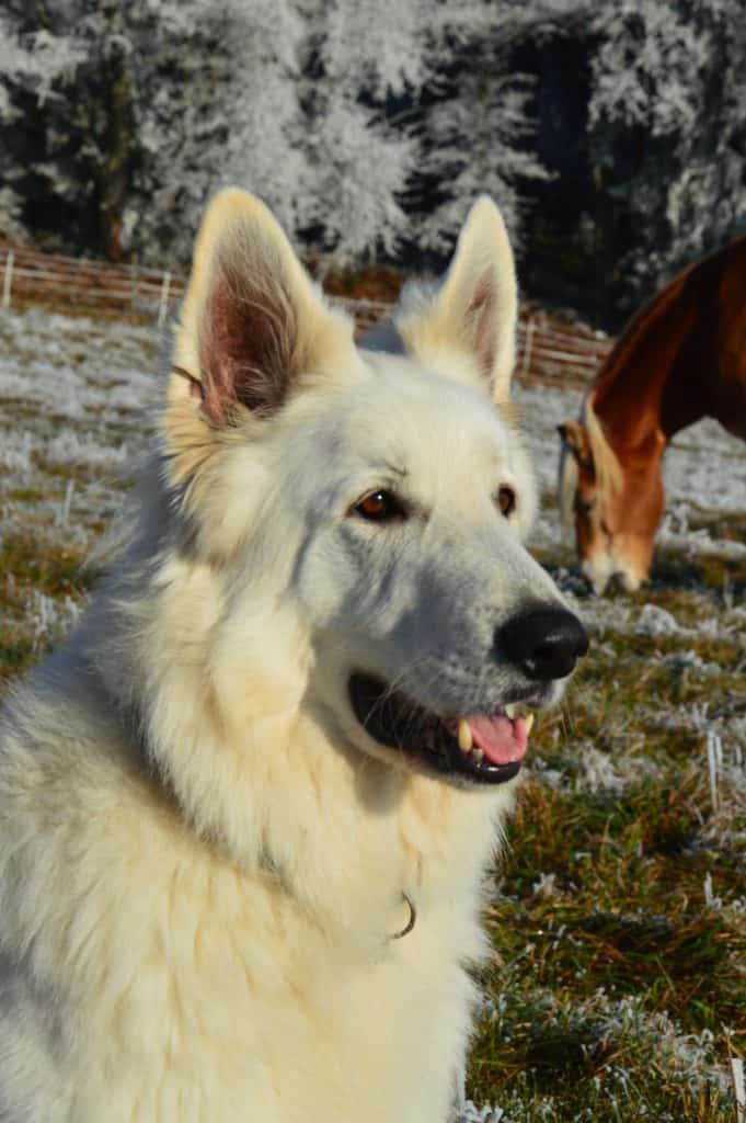 Geschichten vom Lebenshof - Heute geht es um Schäferhund Joschi