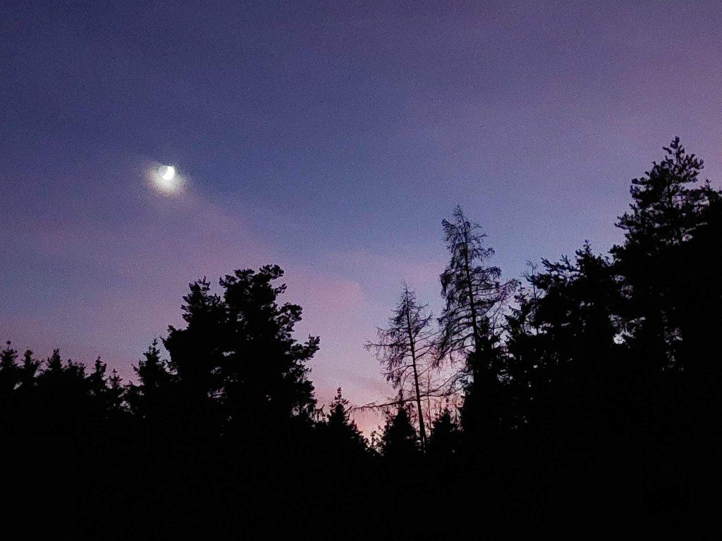 Lila-rosa Abendhimmel mit Baumsilhouetten und Mondlicht