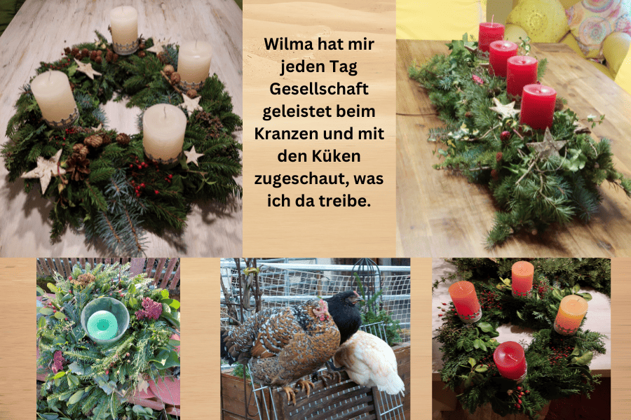 Collage aus  mehreren Adventskränzen und wie die drei Hühner beim Kranzen zusehen
