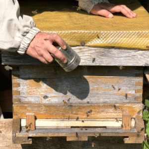 Jemand streut aus einer Dose Agnihotra-Asche in die Bienenwaben und den Eingang des Bienenstocks.