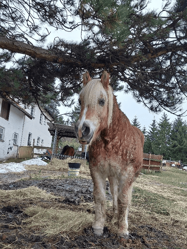 Haflinger Anton ruht sich aus unter der Kiefer am Stall