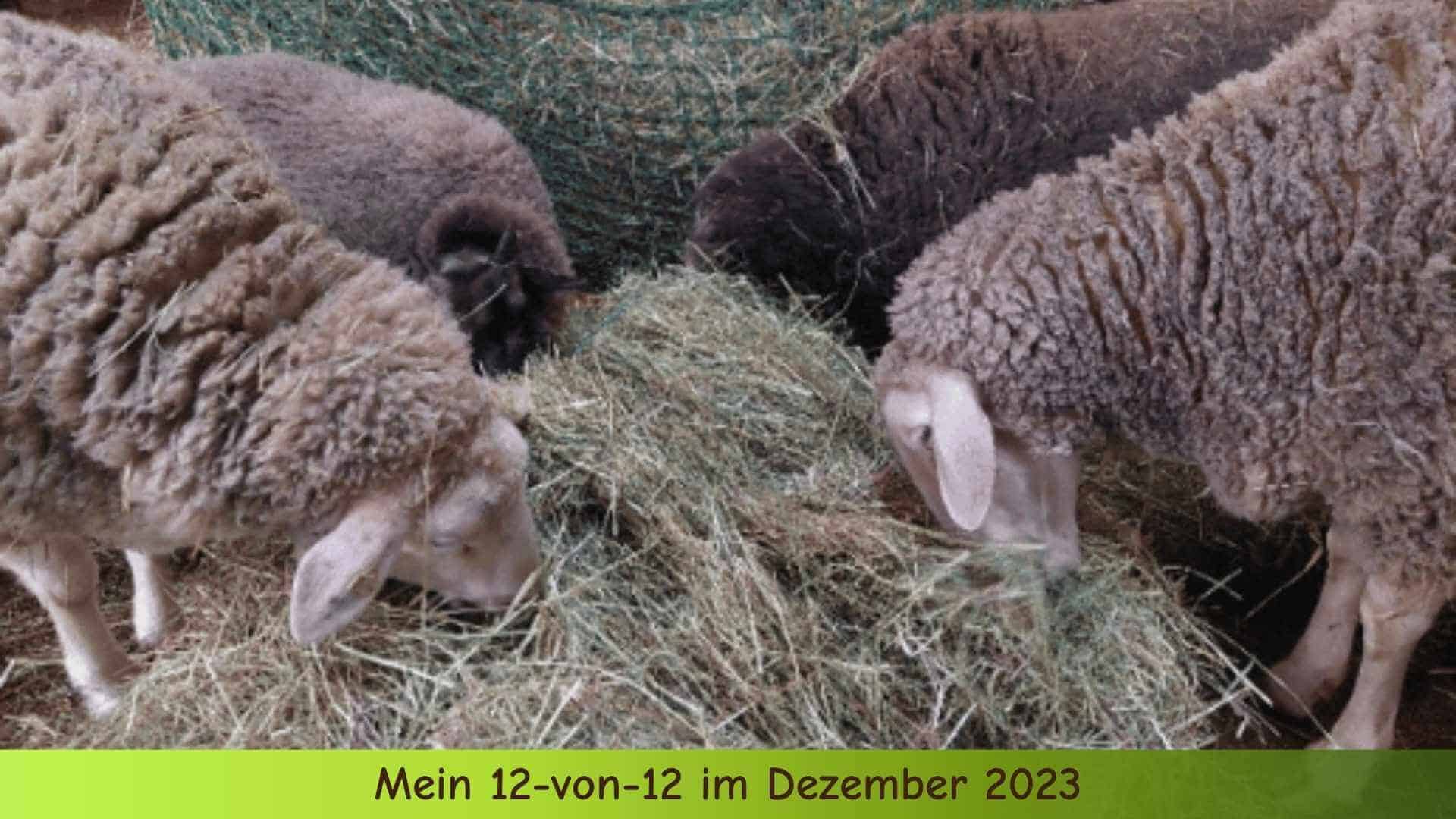 4 Schafe geniessen ihr Heu