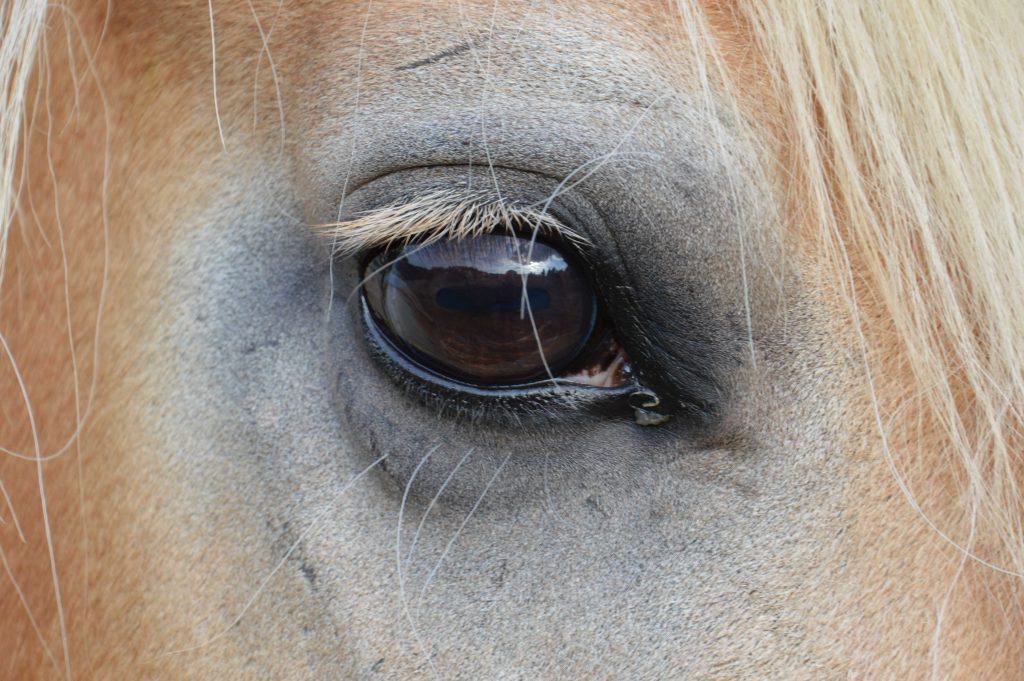 Das Auge des Haflingers Anton, es drückt Liebe aus und Kontaktaufnahme. Tierkommunikation hat viele Wege. Da braucht es keine Verhaltenstherapie.
