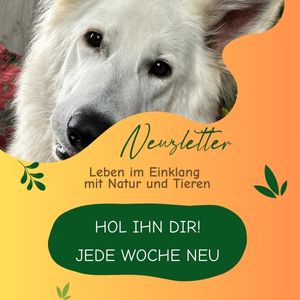 Ein Foto mit weissen Schäferhund um den Newsletter zu abonnierenl