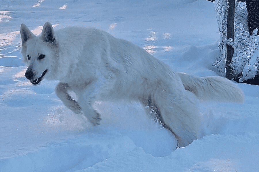 Weiße Schäferhündin springt wie ein Delfin durch den Schnee