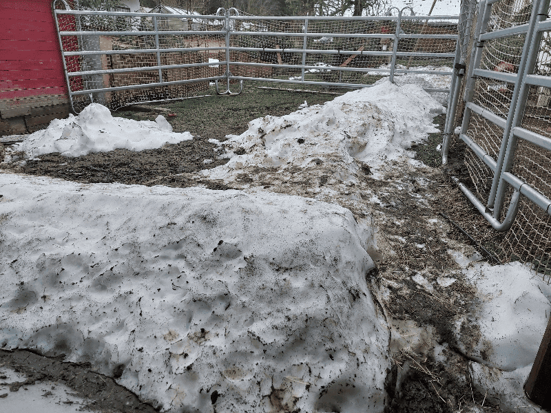 Das ist auch eine Art Rückblick auf die Schneezeit: Schneeberge von den Dachlawinen liegen im Paddockbereich und dem Innenhof