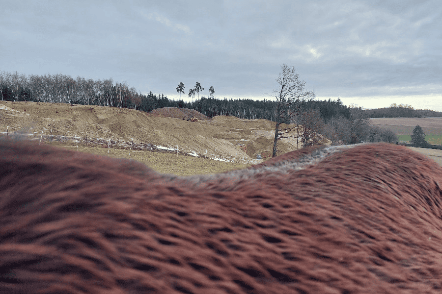 Über den Pferderücken fotografiert sieht man, wie nah die Tiere an der Abbaugrube sind.