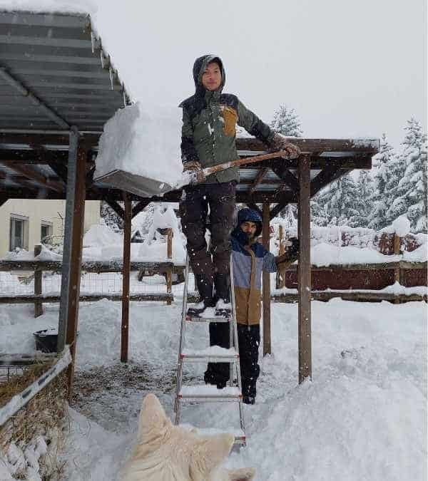 Mariannes Söhne räumen die Dächer der Ställe ab weil so viel Schnee drauf liegt