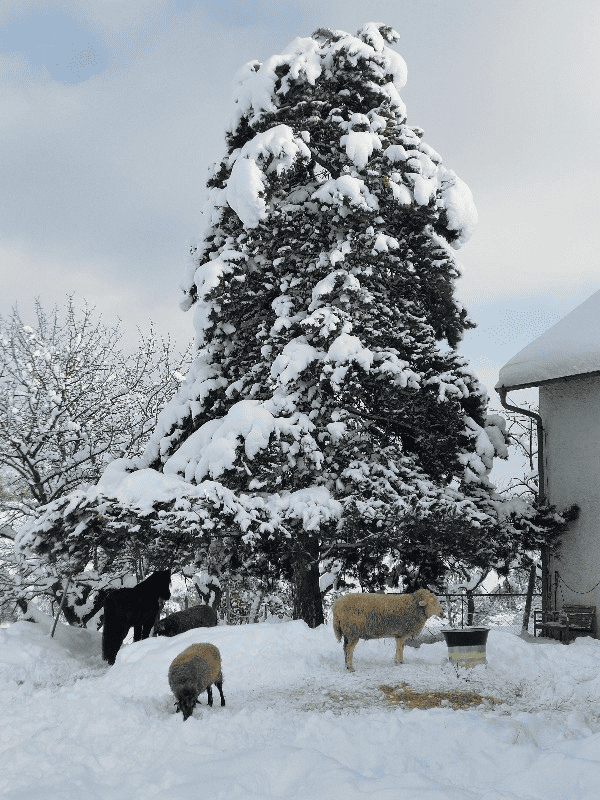 Pony und drei Schafe im Schnee unter der schneebedeckten Kiefer am Stall