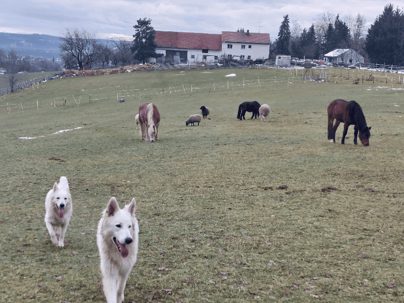 Pferde, Schafe und Hunde sind auf der Waldkoppel des Hofes. Der Rückblick macht klar, dass sie einige Zeit keine Möglichkeit zu grasen hatten, wegen dem Schnee und sich jetzt riesig darüber freuen.