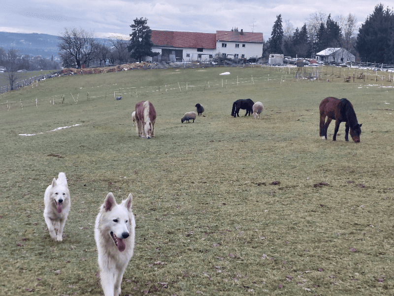 Hier am Lebenshof Naturreich dürfen alle Tiere in Ruhe und Frieden leben. Ich ernähre mich vegan.