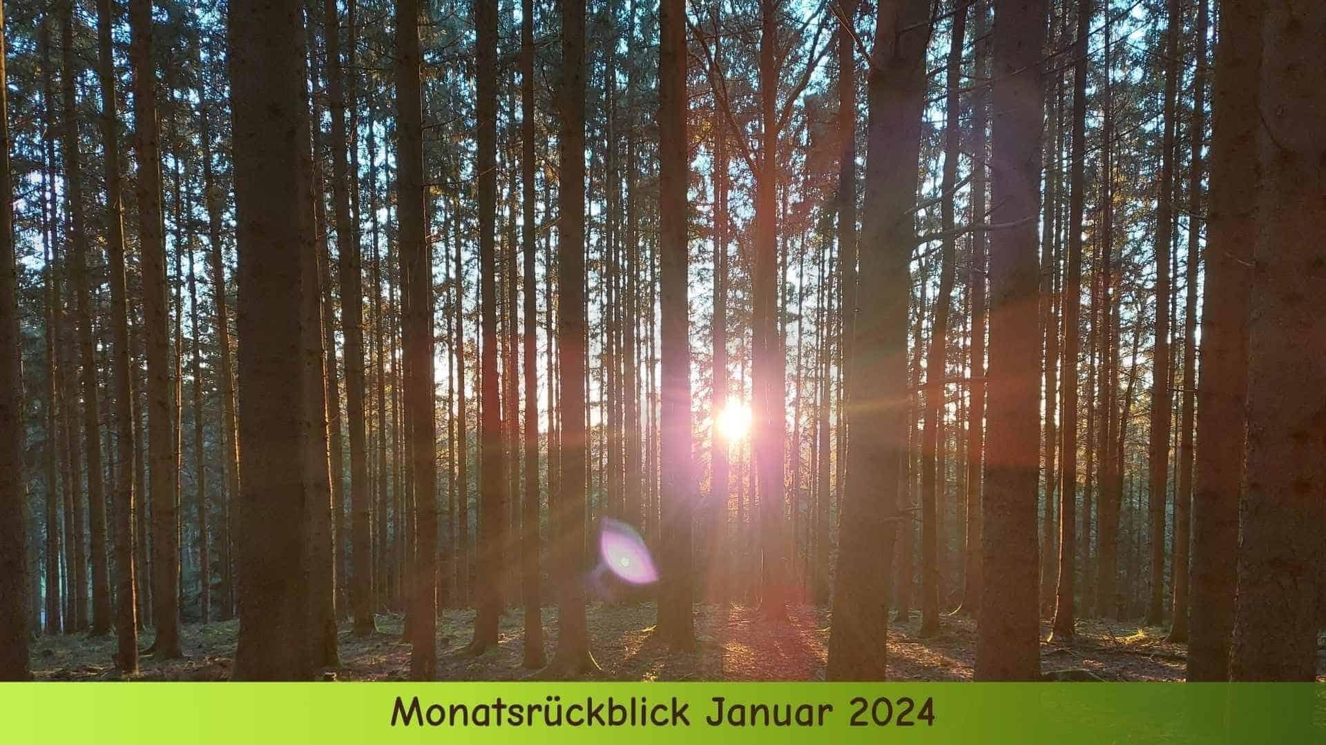Die Sonne scheint durch den Wald