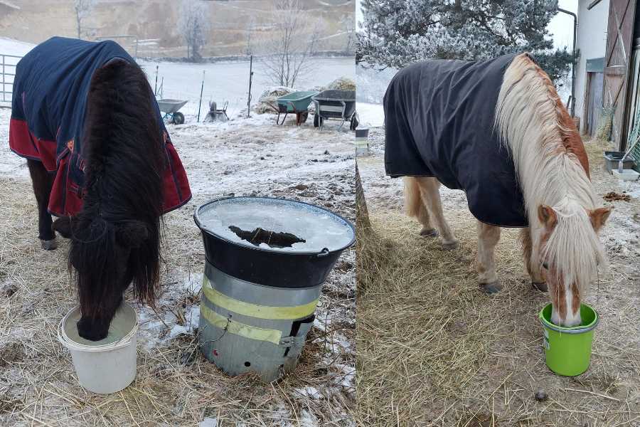 2 Pferde trinken aus ihren Eimern mit warmem Wasser am Morgen