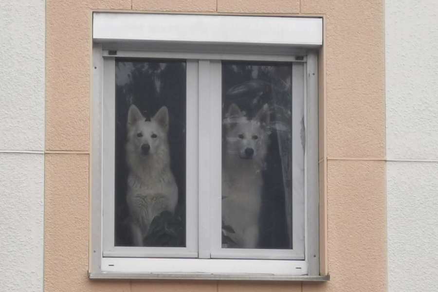 Am Fenster im Haus im oberen Stock stehen die beiden Hunde auf der Couch und schauen aufgeregt, warum sie nicht mitdürfen.