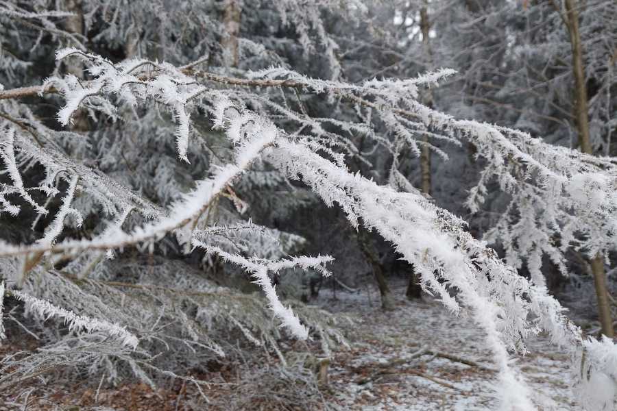 Zweige und Äste verschiedener Bäume dick mit Eiskristallen bestückt.