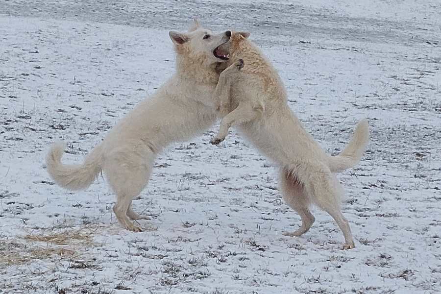 Die beiden weißen Schäferhunde kämpfen miteinander auf der frostigen Wiese