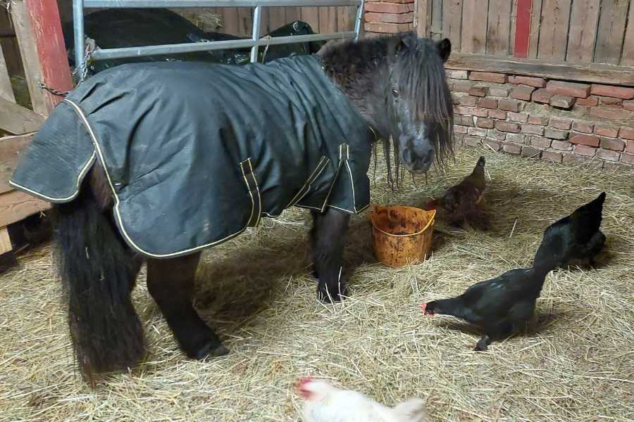 Pony Pedy mit Winterdecke in ihrem Stall beim Essen in Gesellschaft von 4 Hühnern