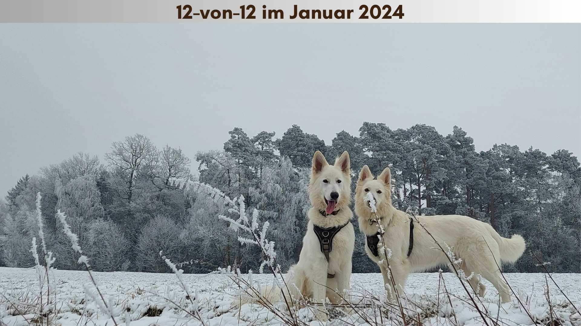 Die beiden weissen Schäferhunde auf einer eisigen Wiese im Hintergrund Bäume voller Frost