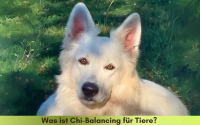 Was ist die Energie Balance für Tiere?