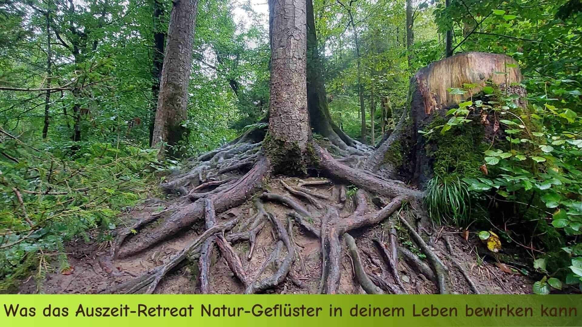 Ein Baum im Wald mit unglaublich vielen Wurzeln