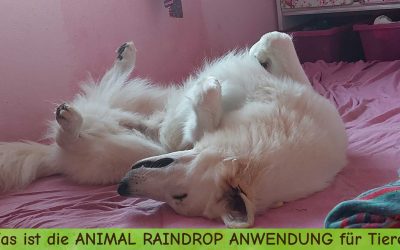 Was ist die Animal Raindrop Anwendung und warum ist das eine sinnvolle Wellness Behandlung für Tiere?