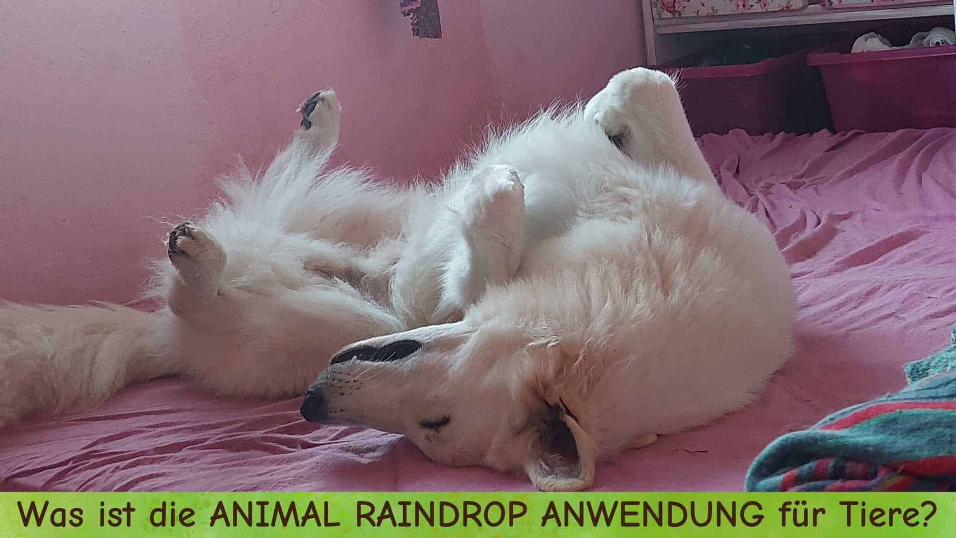 weisser Schäferhund liegt völlig entspannt auf dem Rücken