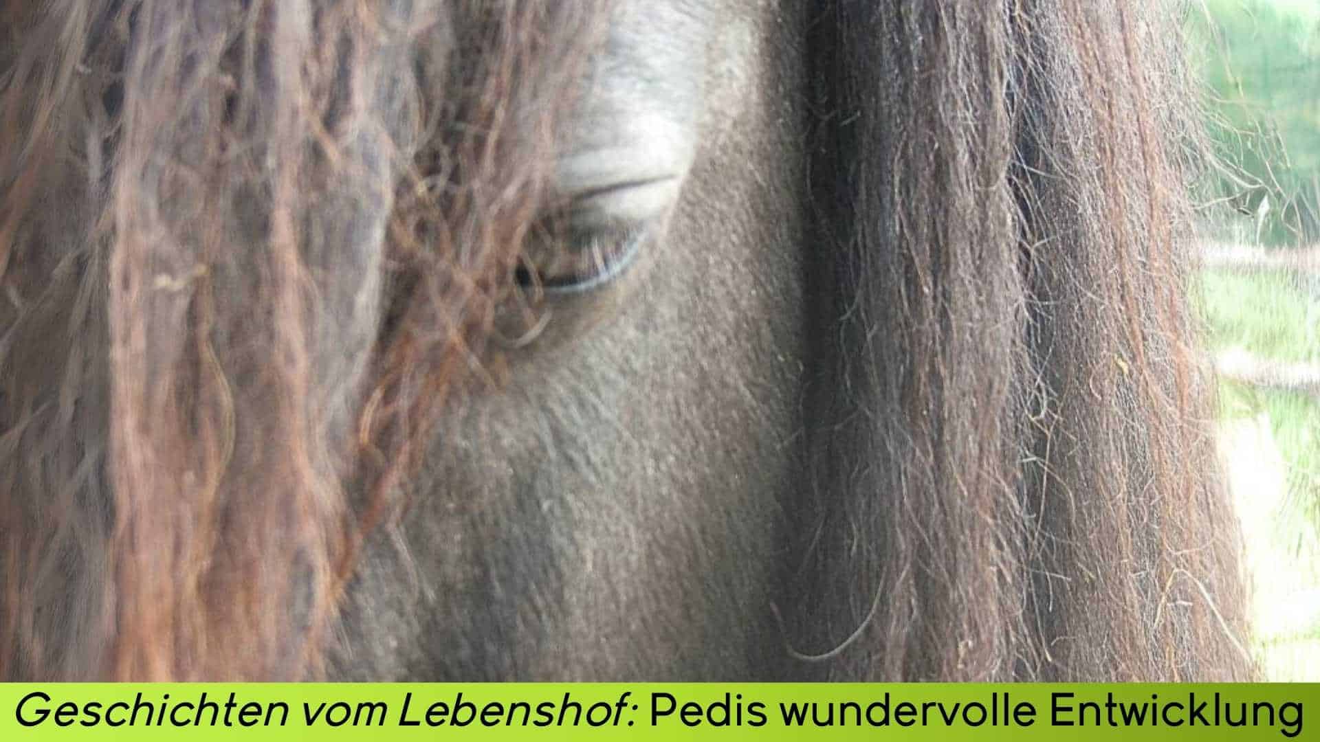 Großaufnahme Auge von Pedi Pony
