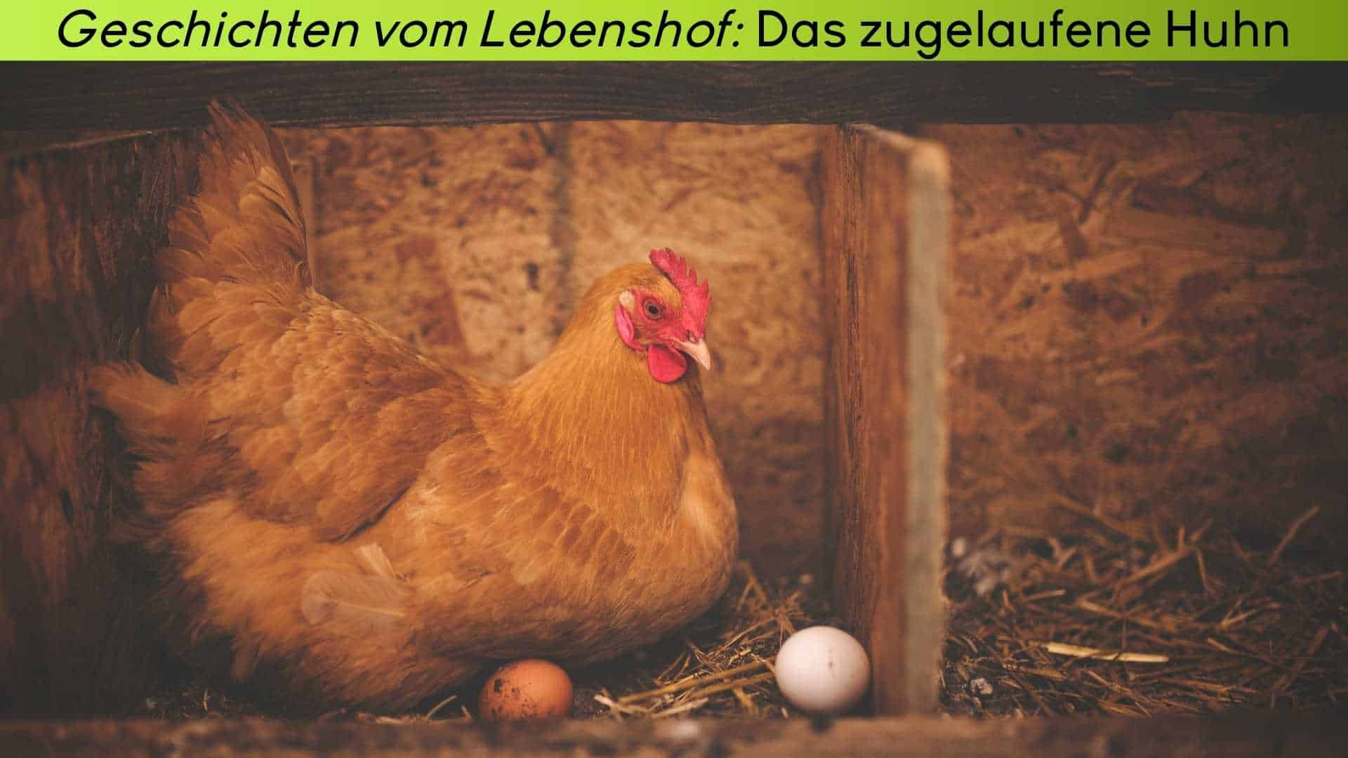 Ein braunes Huhn im Legenest mit Eiern