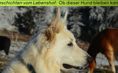 Geschichten vom Lebenshof: Joschi, ob dieser Hund bleiben kann?