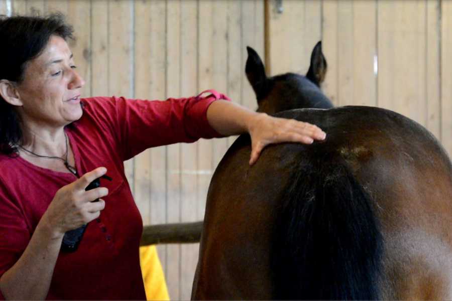 Marianne massiert die braune Stute bei Animal Raindrop Anwendung