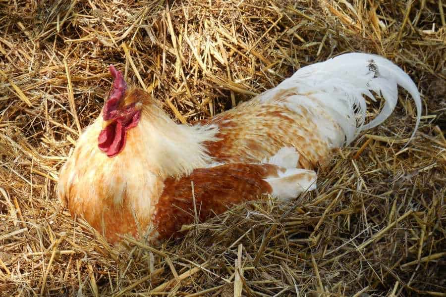 Der Hahn Caruso liegt im frischen Stroh und entspannt