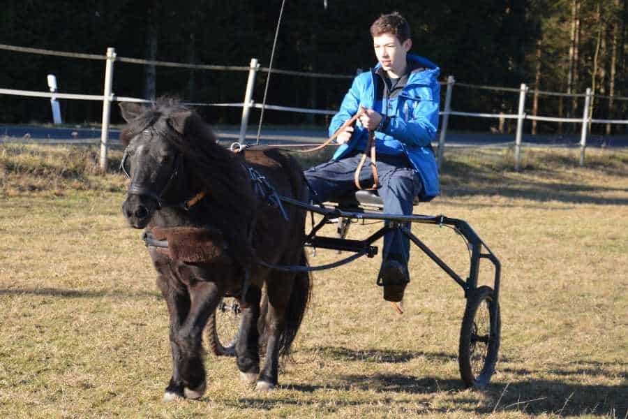 Merlin fährt mit Pedi Sulky