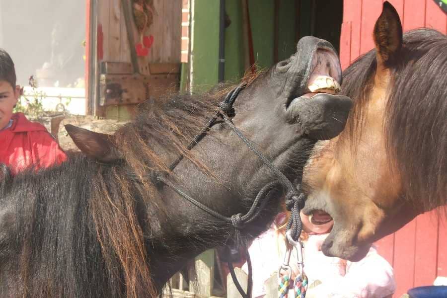 Bei den Tiergeschichten vom Lebenshof geht es dieses mal um Pedi Pony. Auf dem Foto flähmt sie.
