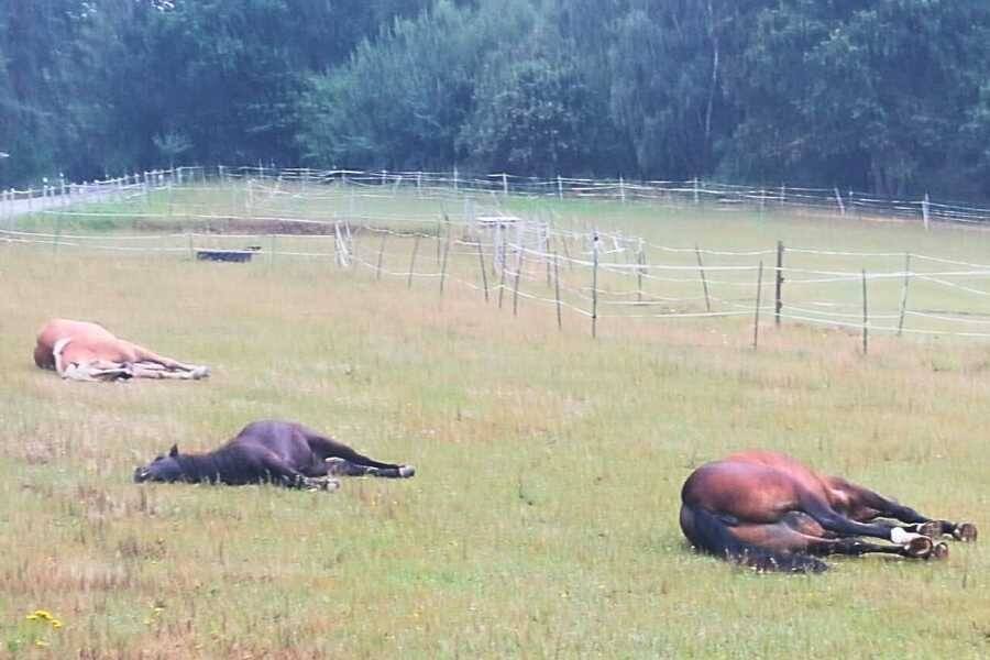 Alle drei Pferde schlafen tief in der Wiese.