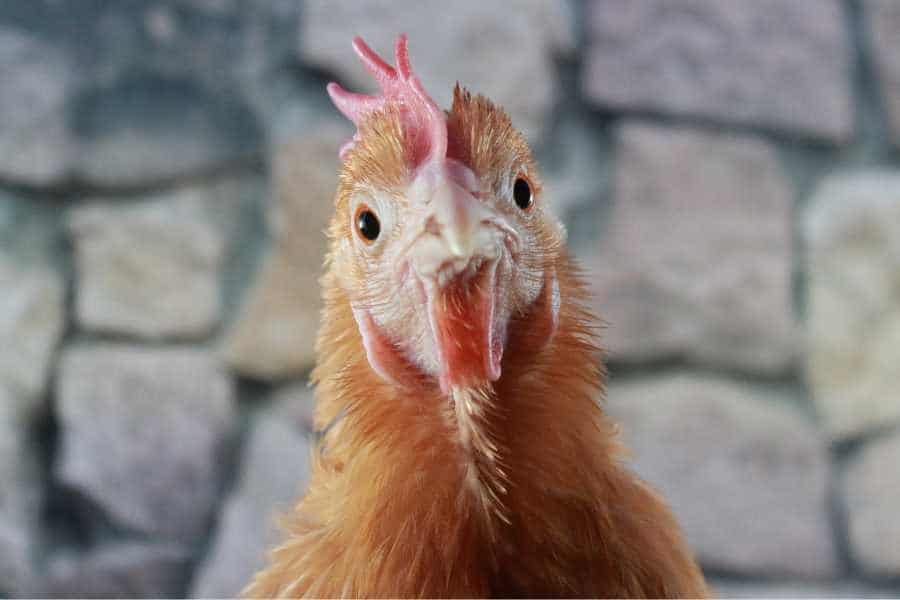 Das Huhn schaut direkt in die Augen