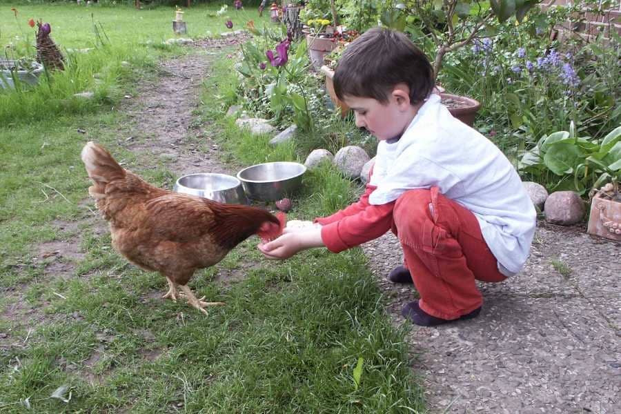 Huhn Prillan im Vorgarten mit Sedrik, der sie aus der Hand füttert.