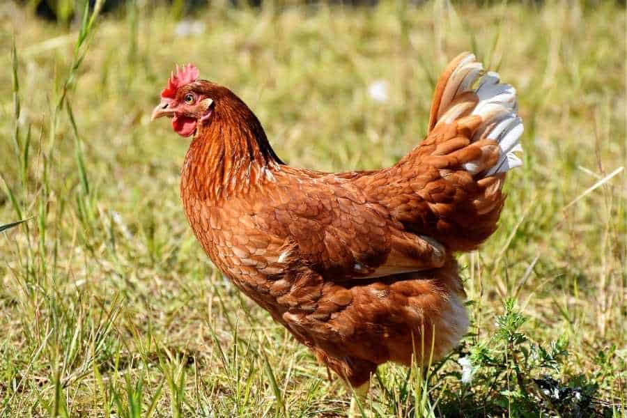 Geschichten vom Lebenshof: Prillan das Huhn steht in unserem Garten