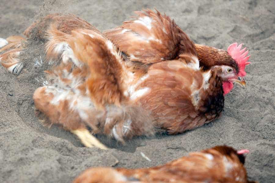 Das tägliche Sandbad der Hühner