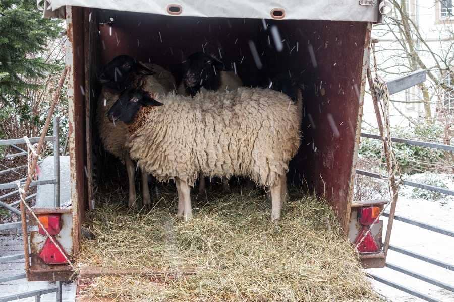 Ankunft neuer Tiere