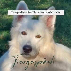 Tierkommunikation ist spirituell und feinsinnig. Hier der Teaser mit Hündin Feline