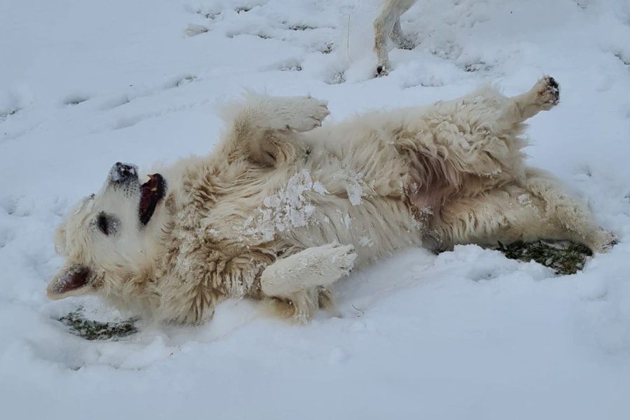 Geschichten vom Lebenshof erzählt von Joschi - hier wälzt er sich genüsslich im Schnee