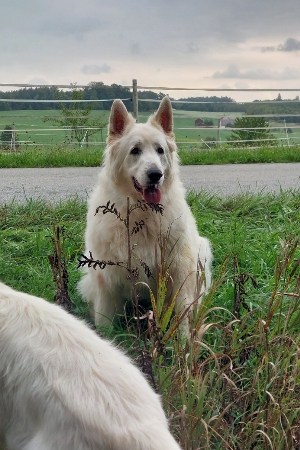 Joschi an seinem letzten Spaziergang