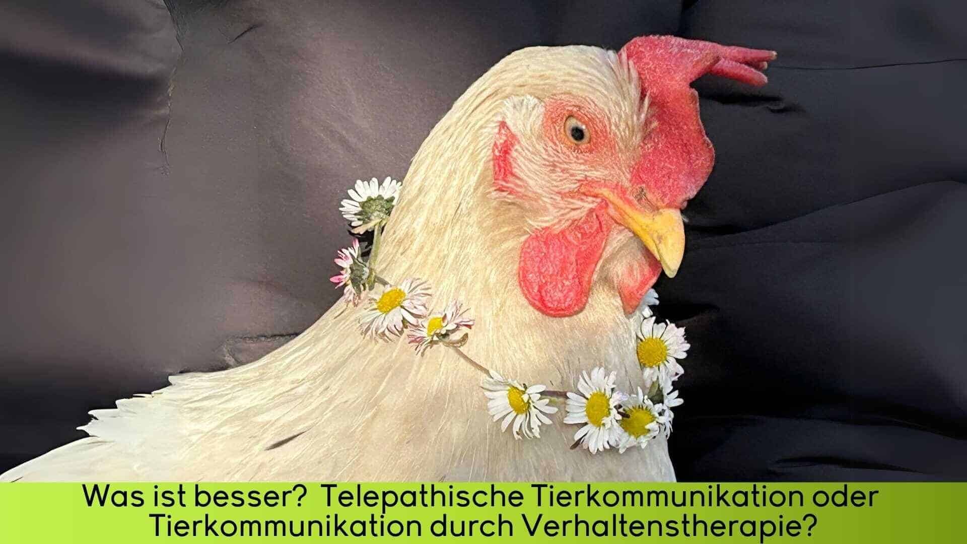 Das Huhn Maggy sitzt auf dem Arm und trägt einen Kranz aus Gänseblümchen um den Hals. Tierkommunikation mit Tieren wie Maggy ist so einfach.