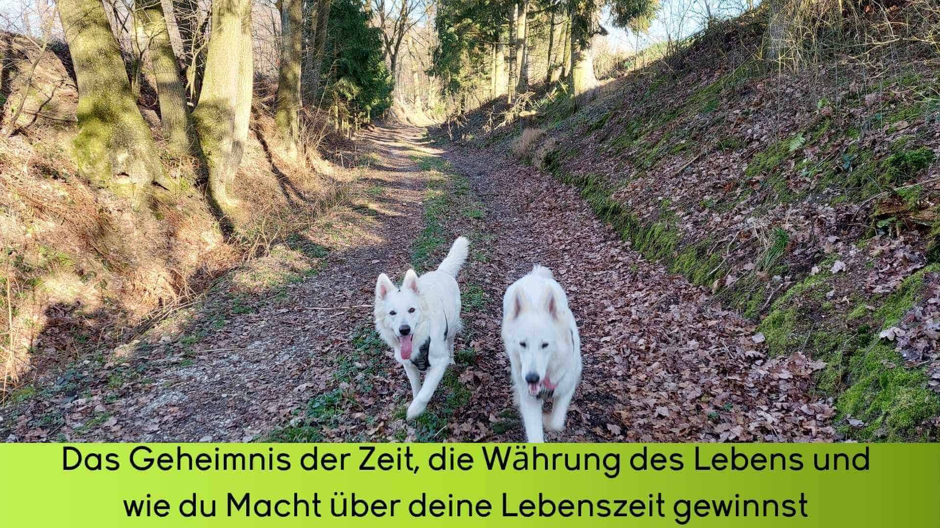 Mit den beiden weißen Schäferhunden auf einem Waldspaziergang vergisst man die Zeit. Hier kann man entspannen.