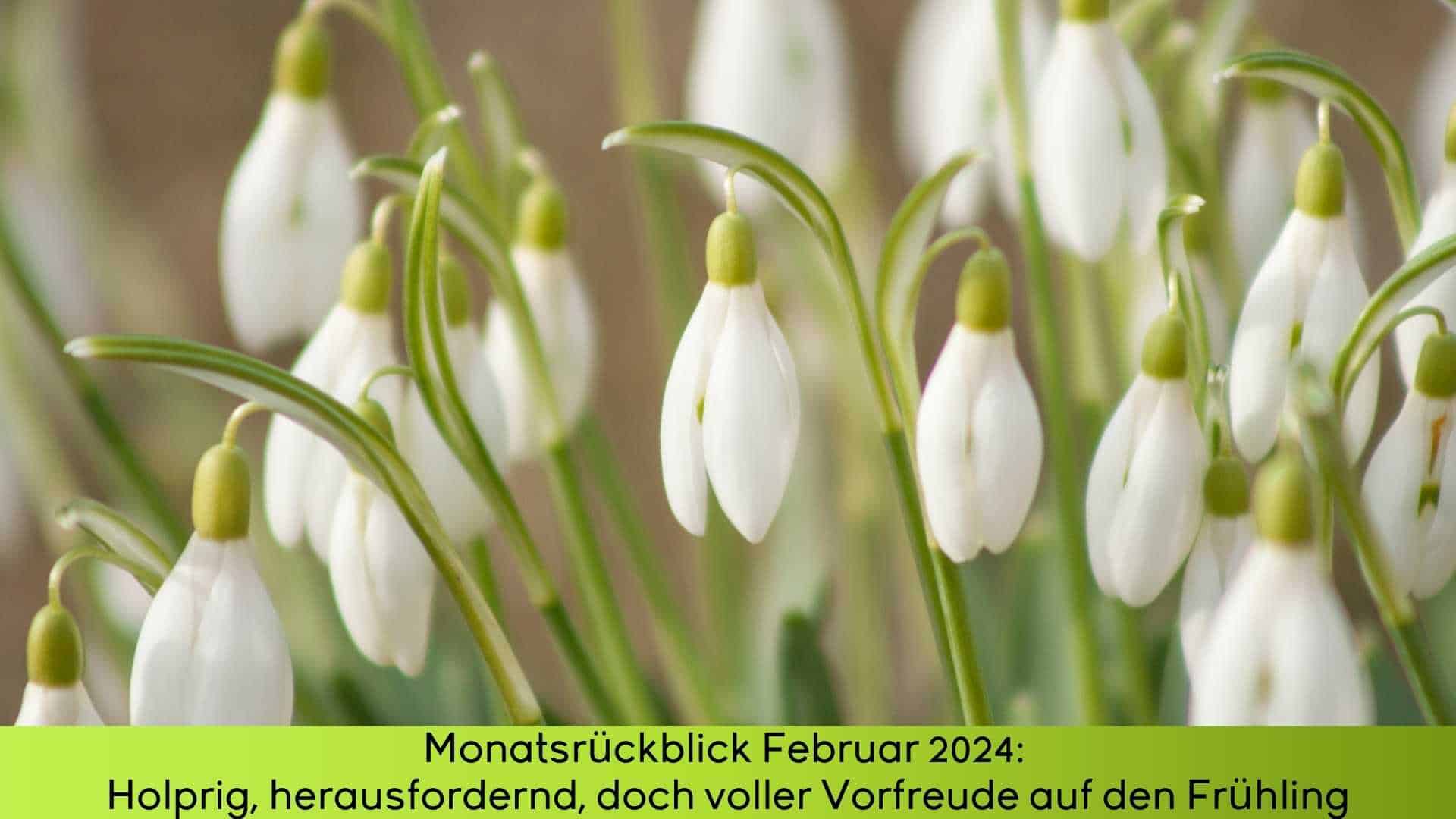 Monatsrückblick Februar 2024 lässt hoffen, denn der Frühling steht vor der Tür. Hier Schneeglöckchen im Bauerngarten