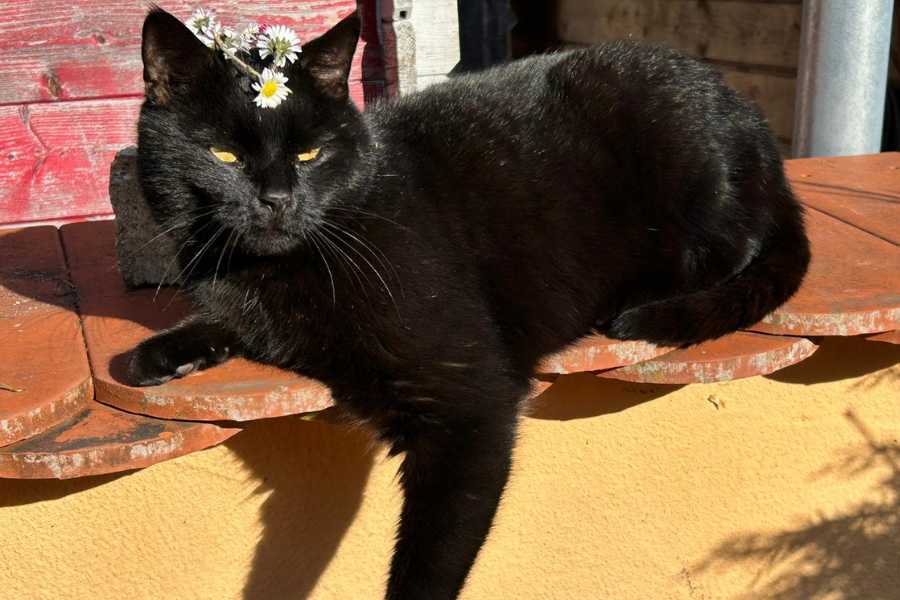 Der schwarze Kater Odin liegt entspannt in der Sonne auf der Mauer. Auf seinem Haupt trägt er eine Kränzchen aus Gänseblümchen.